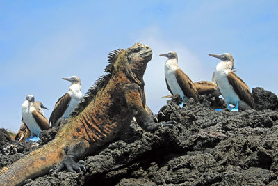 Lizard by bird on rock against sky