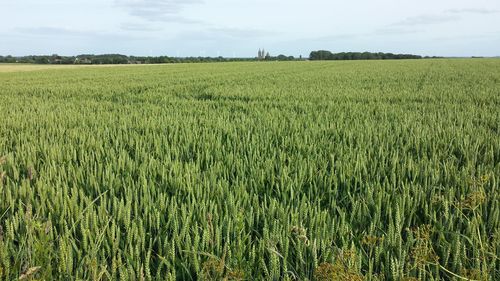 Scenic view of agricultural field against sky