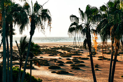 Palm trees on beach against sky