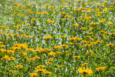 Close-up of yellow flowering plants on field