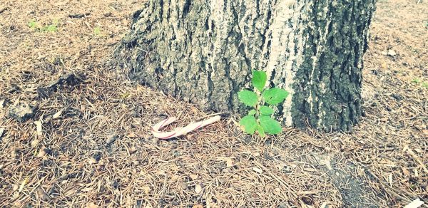 High angle view of tree trunk on field