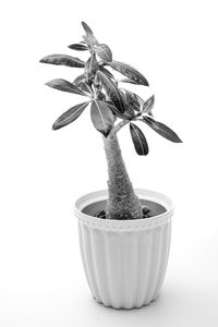 Close-up of flower over white background