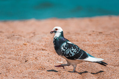 Close-up of bird perching on a land