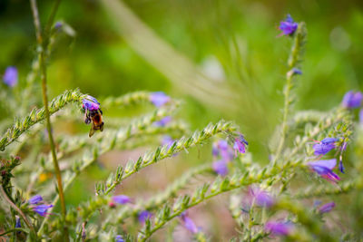 Close-up of bee pollinating on purple flower