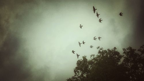 Low angle view of birds flying in sky