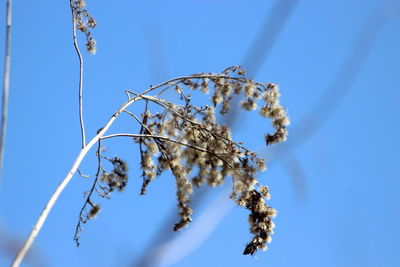 Low angle view of flowering plant against blue sky