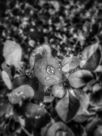 Close-up of water drops on flower