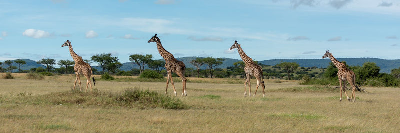 Giraffes walking on land in forest