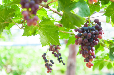 Close-up of grapes growing in vineyard