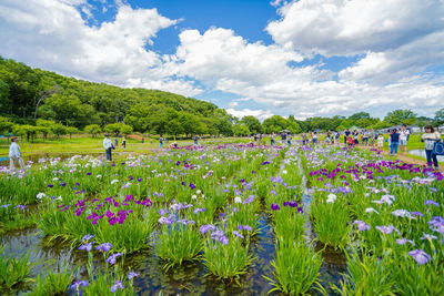 Scenic view of flowering plants on field against sky