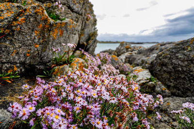 Close-up of purple flowering plants on rock