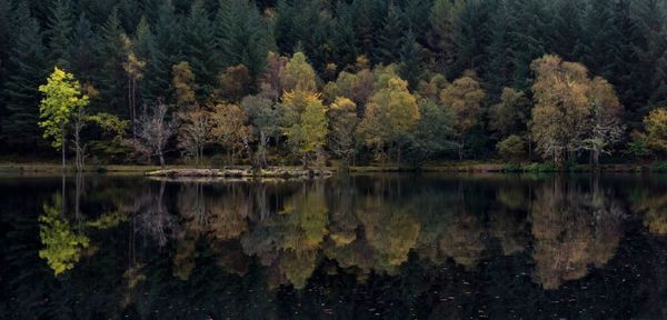 Reflection of trees in lake