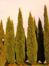 Trees against clear sky