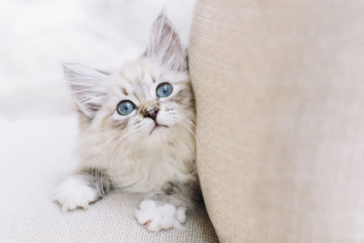 Close-up portrait of cat at home