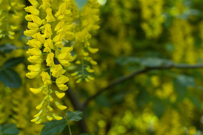 Close-up of yellow flower