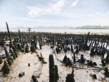 Panoramic view of wooden posts on field against sky