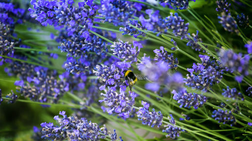 Close-up of purple flowers