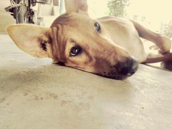 Close-up portrait of dog lying on floor