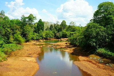 Scenic view of river amidst trees against sky