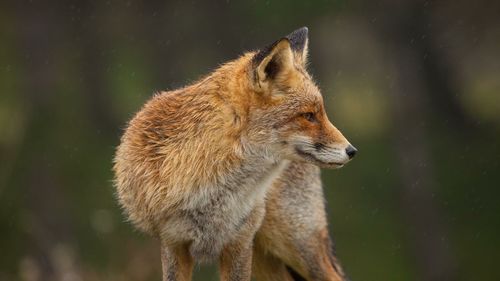 Close-up of red fox looking away