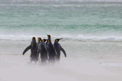 View of an animal on beach