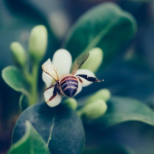 Close-up of bee on flower