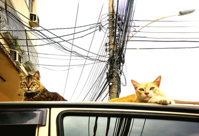 Low angle view of cats on car roof