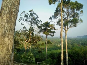 Trees in forest against sky