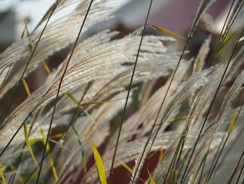 Close-up of stalks in field