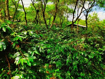 Trees growing in forest