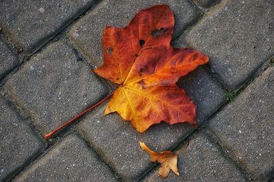 High angle view of maple leaf on footpath