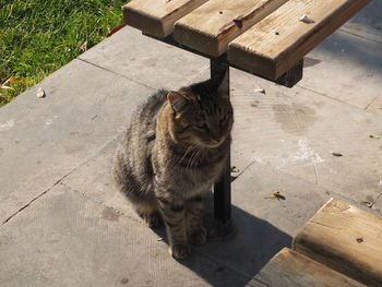 High angle view of cat sitting on wood