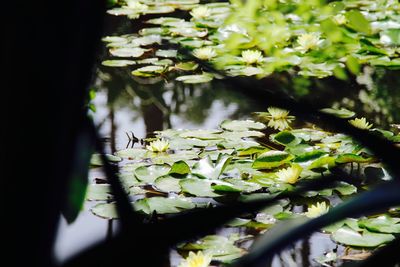 Close-up of white flowers