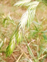 Close-up of flower growing in field