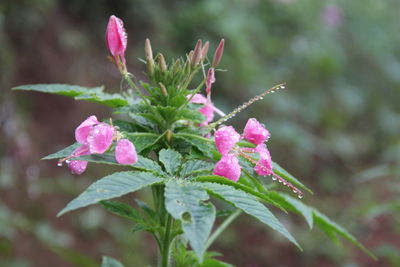 Close-up of pink flowers blooming outdoors