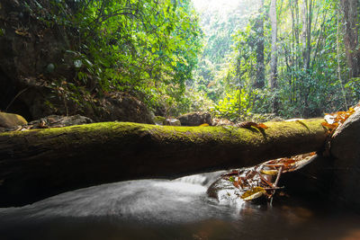 Scenic view of river stream amidst trees in forest