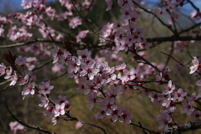 Close-up of pink cherry blossoms in spring