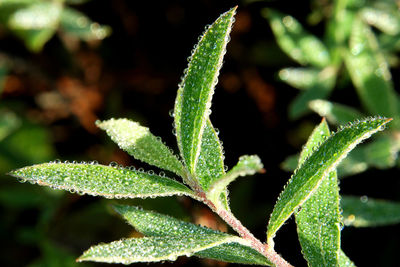 Close-up of green leaves