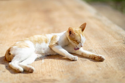 Close-up of a cat resting