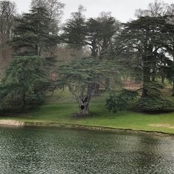 Trees by pond