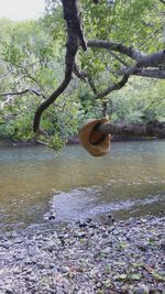 View of tree hanging over river against sky