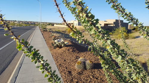 Plants growing by road against sky