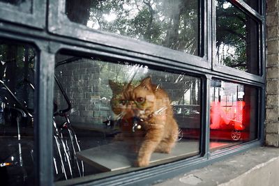 Cat looking through window