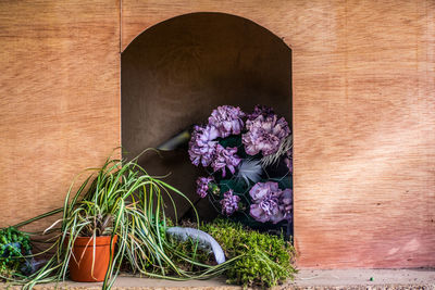 Potted plant