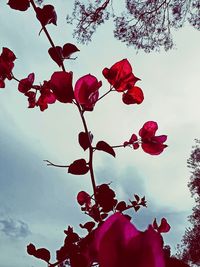 Low angle view of red flowers blooming against sky