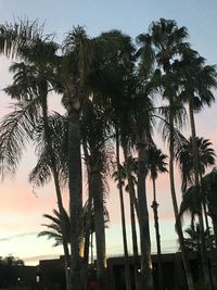 Palm trees against sky