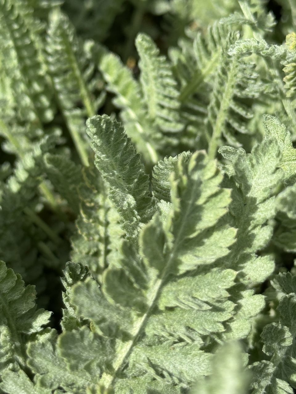 green, plant, growth, leaf, plant part, nature, close-up, no people, full frame, flower, backgrounds, day, food and drink, beauty in nature, frost, ferns and horsetails, food, freshness, outdoors, fern, selective focus, vegetable