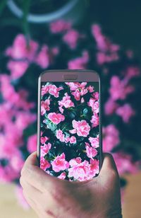 Close-up of hand photographing pink flowers 