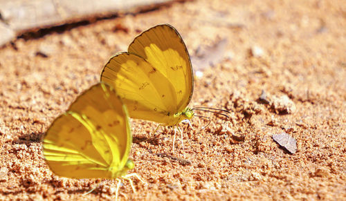 Close-up of butterfly on leaf