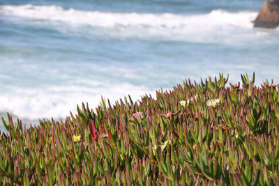 Close-up of plants on beach